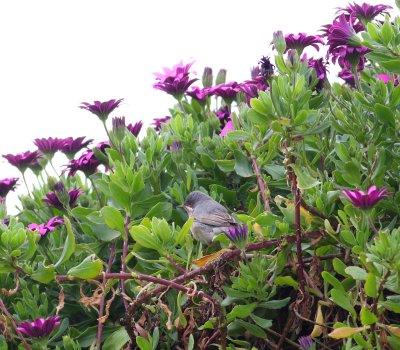 Subalpine Warbler  (Sylvia cantillans)
