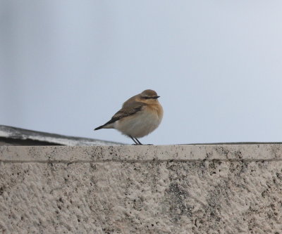 Wheatear (Oenanthe oenanthe)