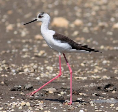 Black-winged Stilt (Himantopus himantopus).jpg