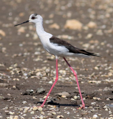 Black-winged Stilt 2 (Himantopus himantopus).jpg
