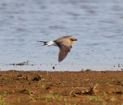 Collared Pratincole 3 (Glareola pratincola).jpg