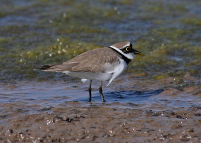 Little Ringed Plover (Charadrius dubius)