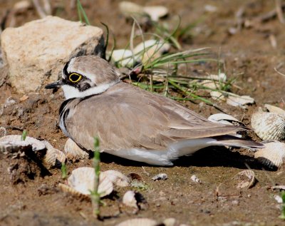 Little Ringed Plover (Charadrius dubius)