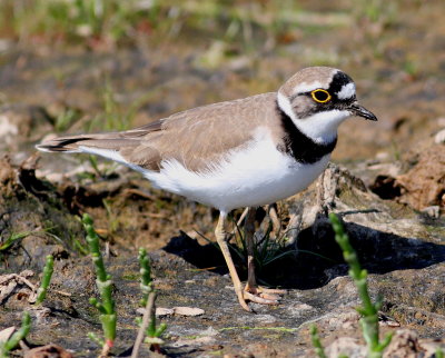 Little Ringed Plover (Charadrius dubius)