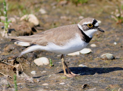 Little Ringed Plover (Charadrius dubius)