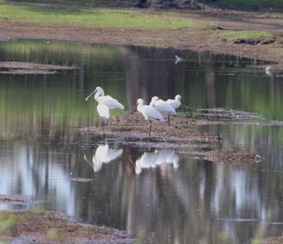 Spoonbill (Platalea leucorodia)