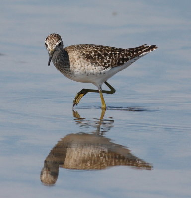 wood_sandpiper