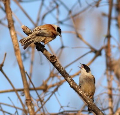 Penduline Tit (Remiz pendulinus).jpg