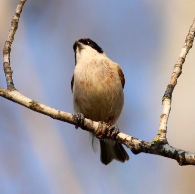 Penduline Tit 2 (Remiz pendulinus).jpg
