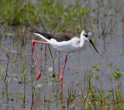 Black-winged Stilt 2 (Himantopus himantopus).jpg