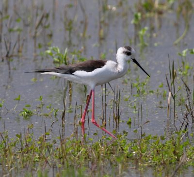 Black-winged Stilt 3 (Himantopus himantopus).jpg