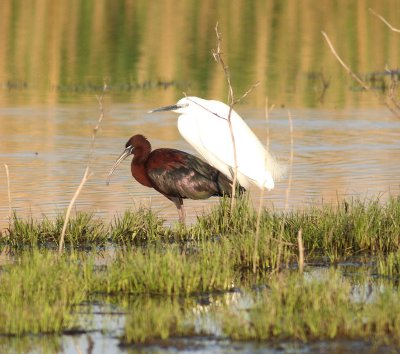 Glossy Ibis (Plegadis falcinellus)