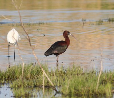 Glossy Ibis  (Plegadis falcinellus)