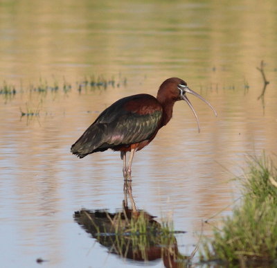 Glossy Ibis  (Plegadis falcinellus)