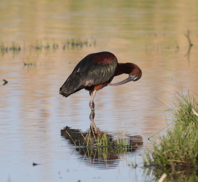 Glossy Ibis  (Plegadis falcinellus)