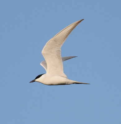 Gull-billed Tern (Gelochelidon nilotica)