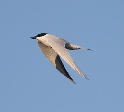 Gull-billed Tern  (Gelochelidon nilotica)