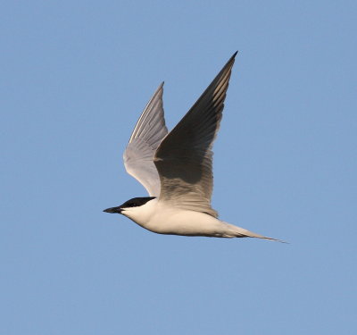 Gull-billed Tern  (Gelochelidon nilotica)