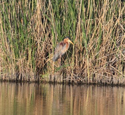 Purple Heron  (Ardea purpurea)
