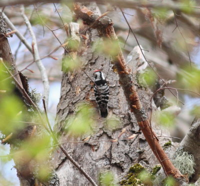 Lesser Spotted Woodpecker  (Dendrocopos minor)