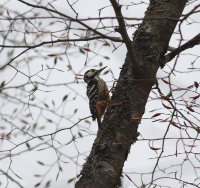 whitebacked_woodpecker