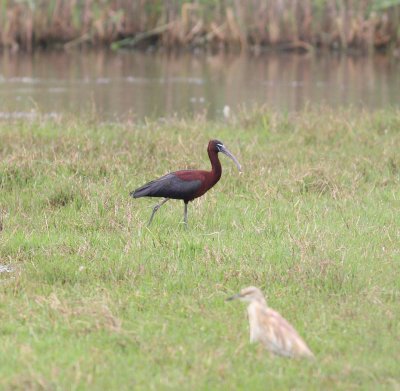 Glossy Ibis (Plegadis falcinellus)