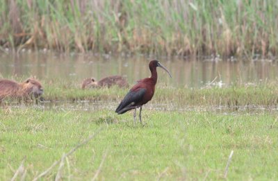 Glossy Ibis  (Plegadis falcinellus)