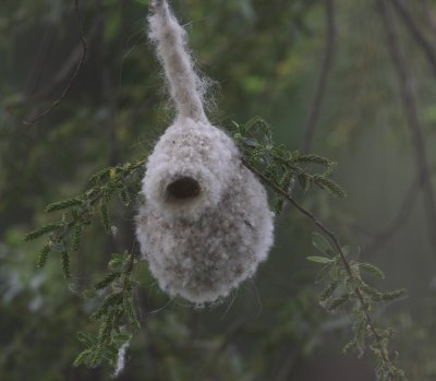 Penduline Tit nest
