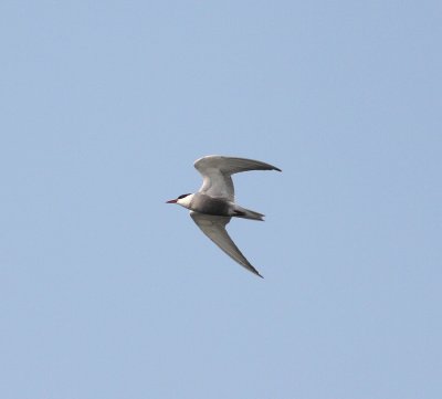 Whiskered tern (Chlidonias hybrida)