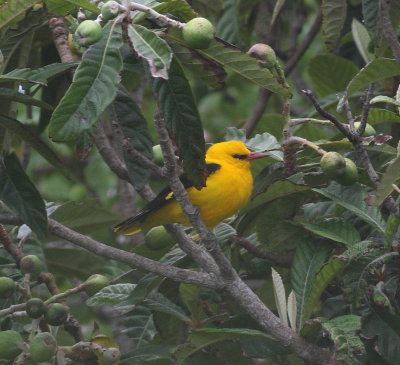 Golden Oriole (Oriolus oriolus)