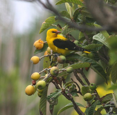 Golden Oriole  (Oriolus oriolus)