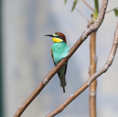 Bee-eater (Merops apiaster)