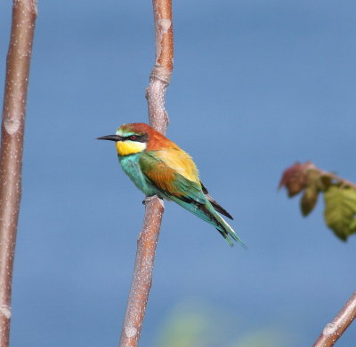 Bee-eater (Merops apiaster)