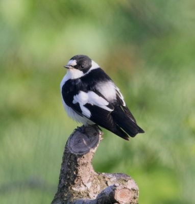 Collared Flycatcher (Ficedula albicollis)