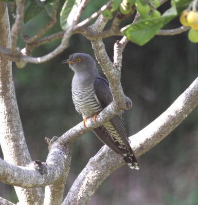 Cuckoo (Cuculus canorus)