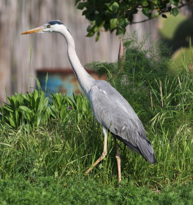Grey Heron (Ardea cinerea)