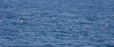 Black Tern (Chlidonias niger)