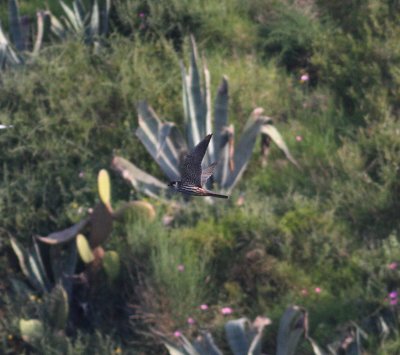 Hobby (Falco subbuteo)