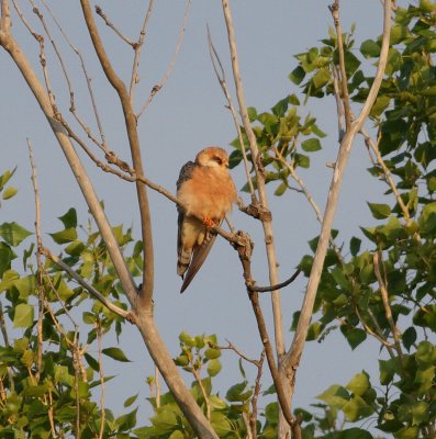 Red-footed Falcon (Falco vespertinus)