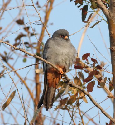 Red-footed Falcon (Falco vespertinus)