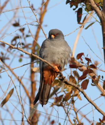 Red-footed Falcon (Falco vespertinus)