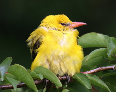 Golden Oriole (Oriolus oriolus)
