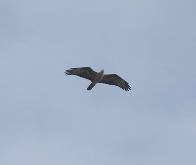 Honey Buzzard ((Pernis apivorus)