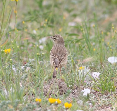 Tawny Pipit (Anthus campestris)