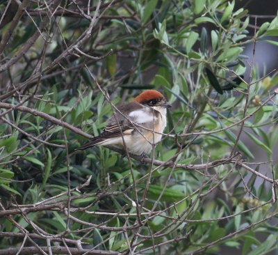 Woodchat Shrike (Lanius senator)