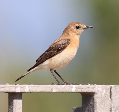 Black-eared Wheatear (Oenanthe hispanica)