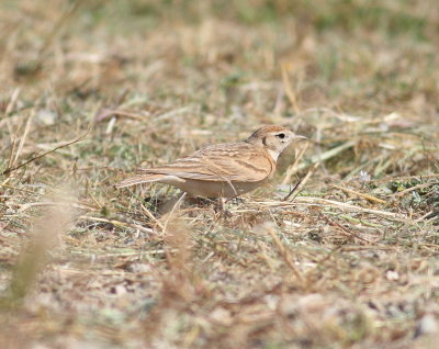 Short-toed lark (Calandrella brachydactyla)