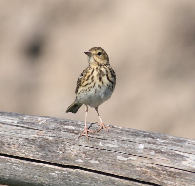 Tree pipit (Anthus trivialis).jpg