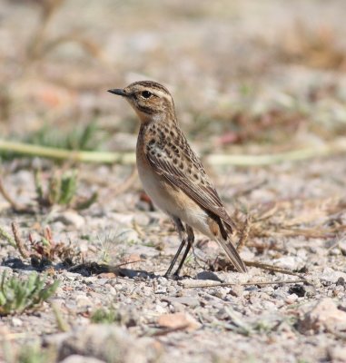 Whinchat (Saxicola ruberta)