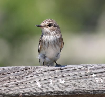 Spotted Flycatcher (Musciapa striata)